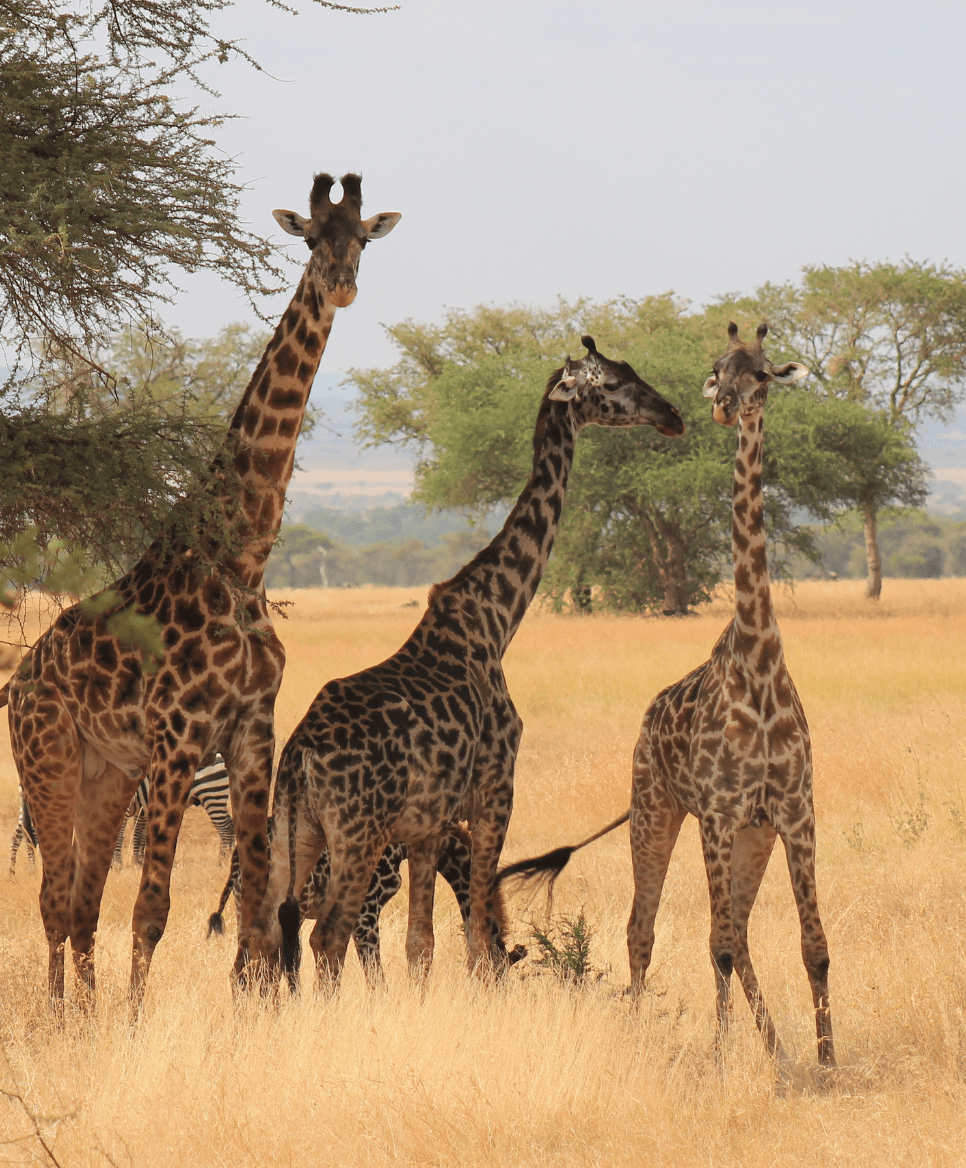 Journey - Show On Home - Safari at Tanzania & Zanzibar - Primary Images [966 x 1168 px].png